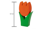Tulpe klein orange