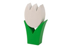 Tulpe klein weiss