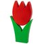 Tulpe gross rot