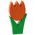 Tulpe mittel orange